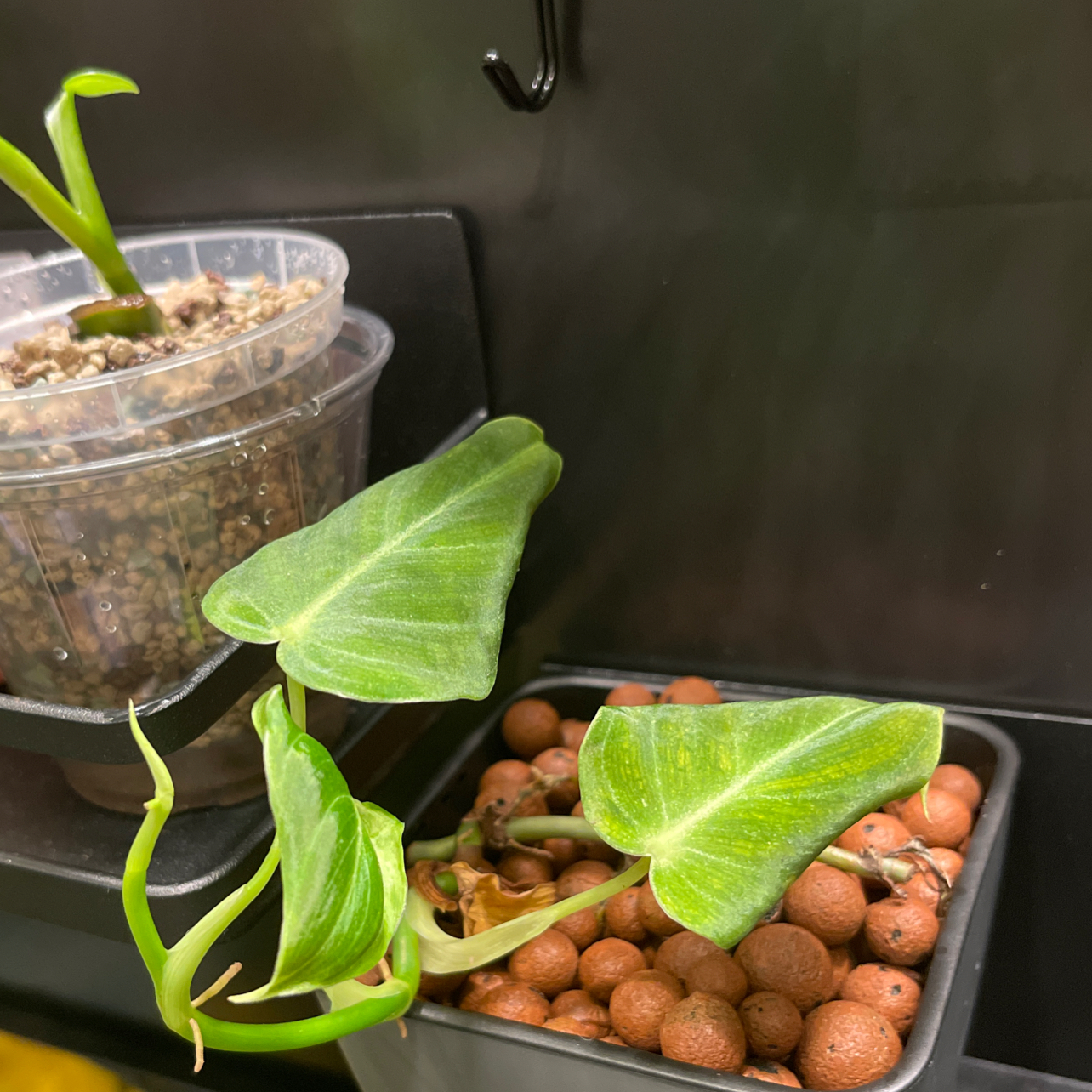 Black Gold Philodendron plant in a pot with clay pebbles, showing some yellowing and browning leaves.