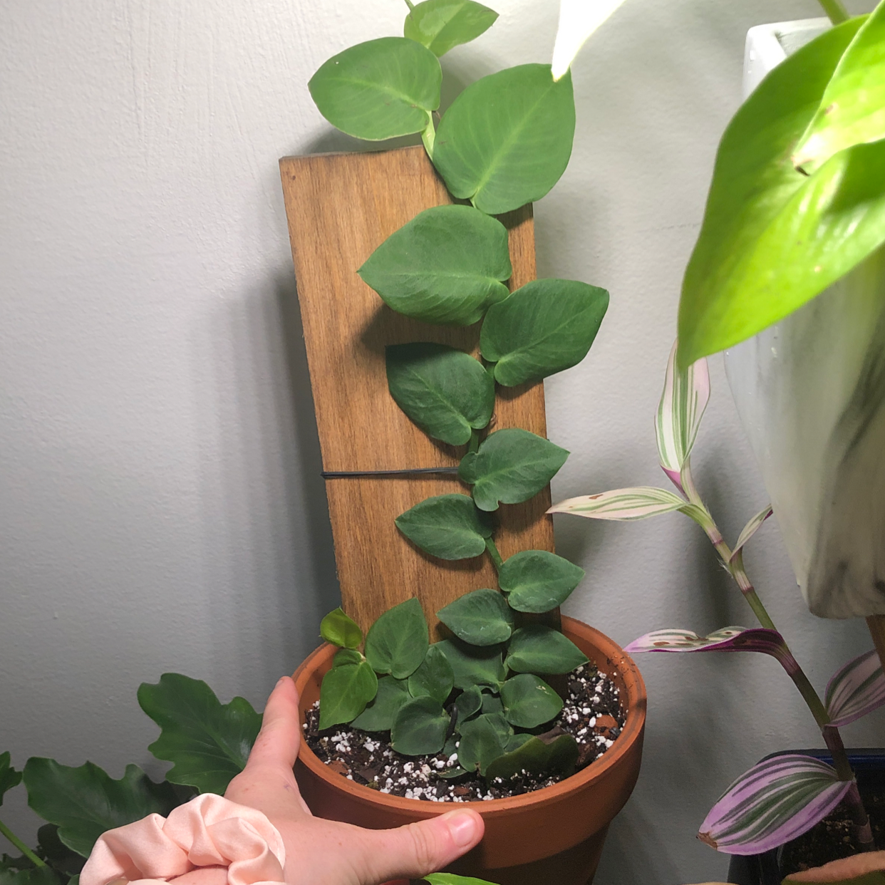 Rhaphidophora hayi plant climbing a wooden support in a pot with visible soil.