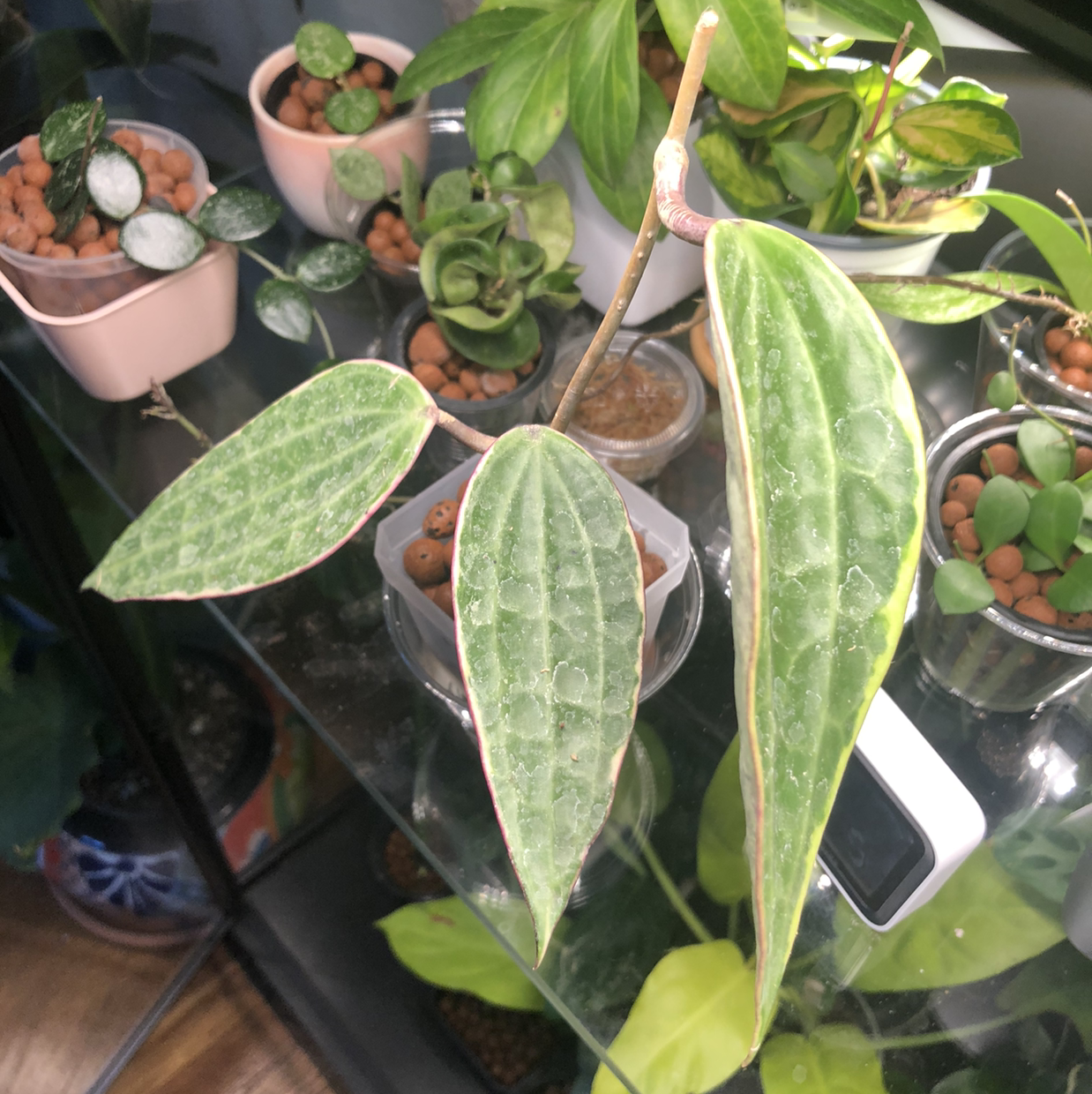 Photo of the plant species Hoya macrophylla 'Albomarginata' by @Neeviez named Macro on Greg, the plant care app