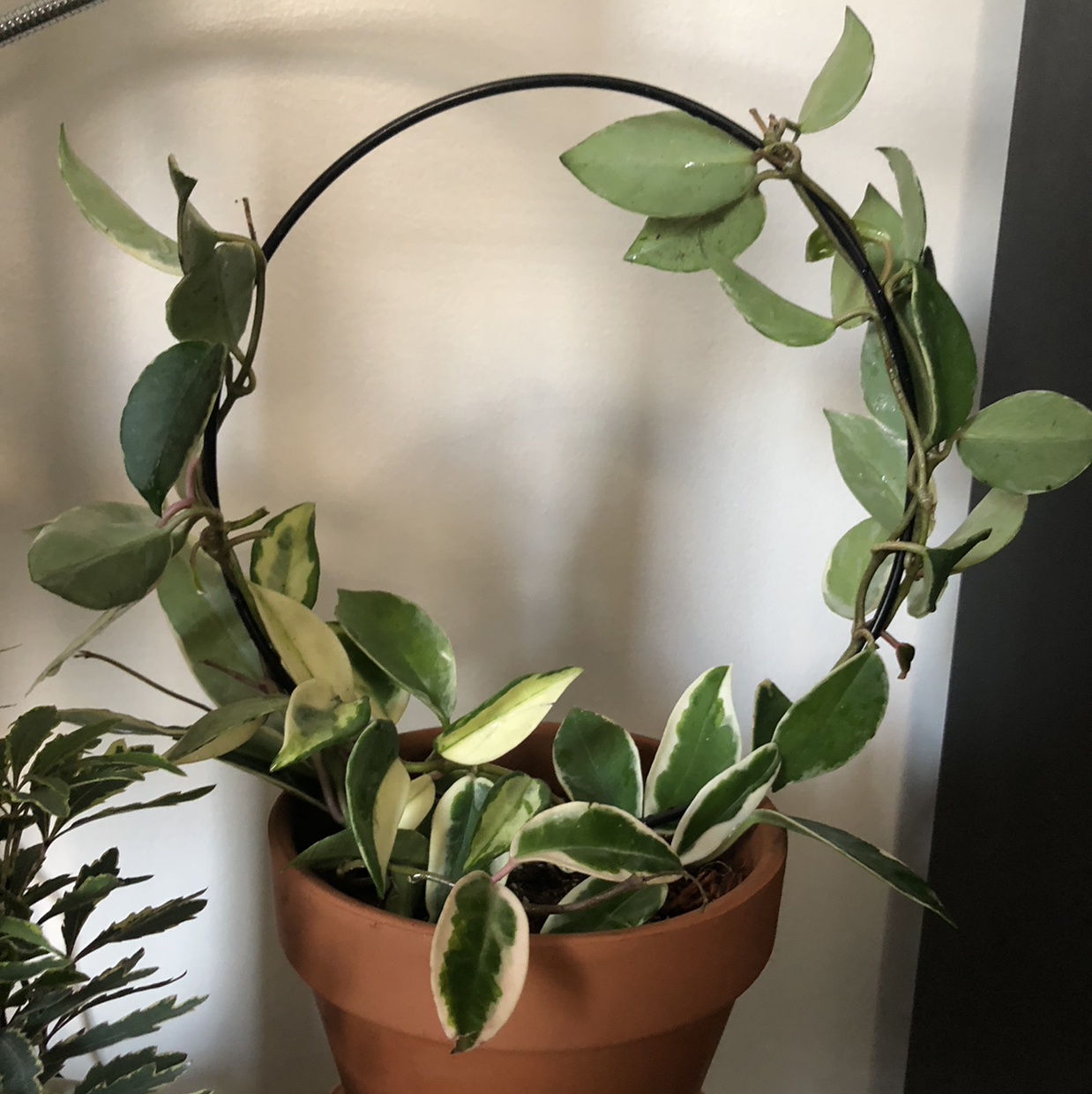 Photo of the plant species Hoya Carnosa Tricolor by @Neeviez named Princess on Greg, the plant care app