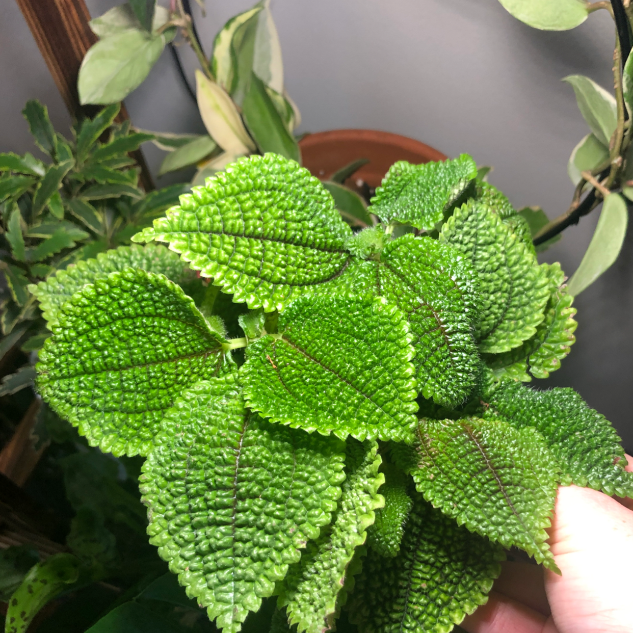 Photo of the plant species Pilea mollis by @Neeviez named Tamale on Greg, the plant care app