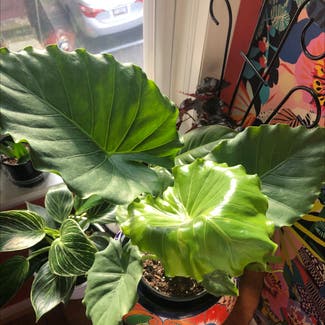 Jewel Alocasia plant in Baltimore, Maryland