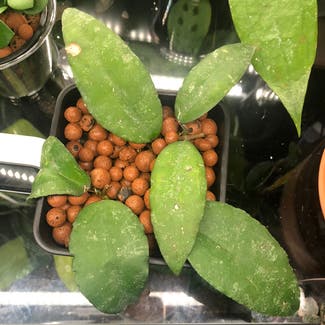Hoya caudata sumatra plant in Baltimore, Maryland