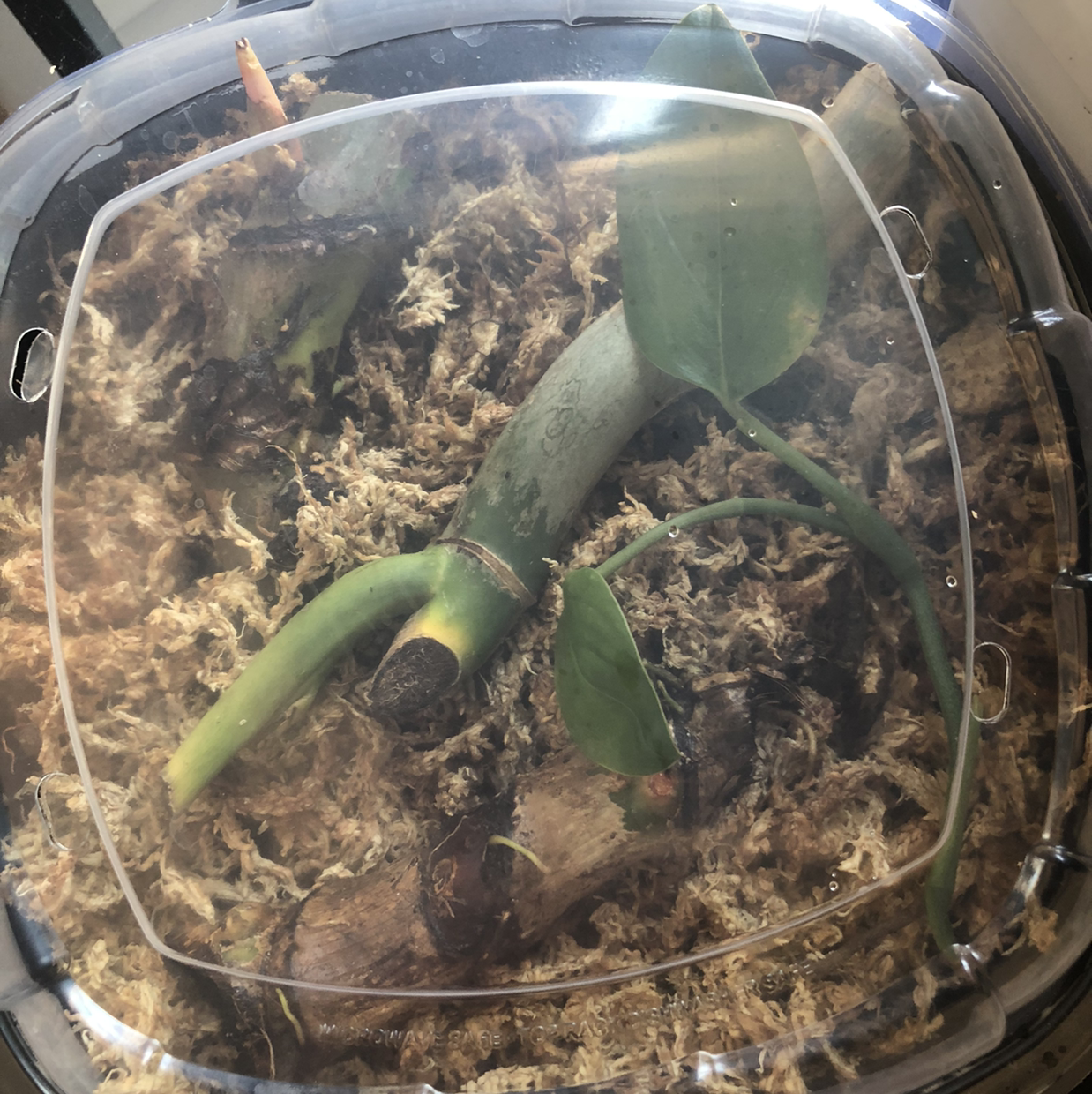 Photo of the plant species Philodendron Pastazanum by @Neeviez named Gloriosum Pastazanum Chonks on Greg, the plant care app
