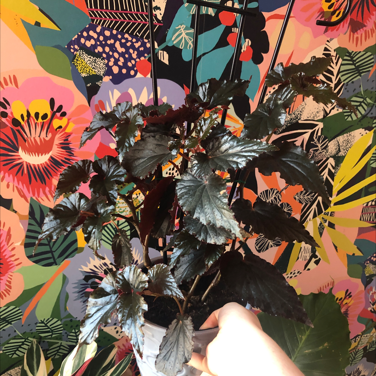 Photo of the plant species Begonia 'Burning Bush' by @Neeviez named Harmony on Greg, the plant care app
