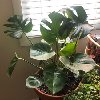 Monstera plant in Baltimore, Maryland