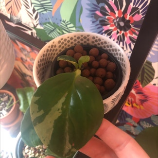 Baby Rubber Plant plant in Baltimore, Maryland