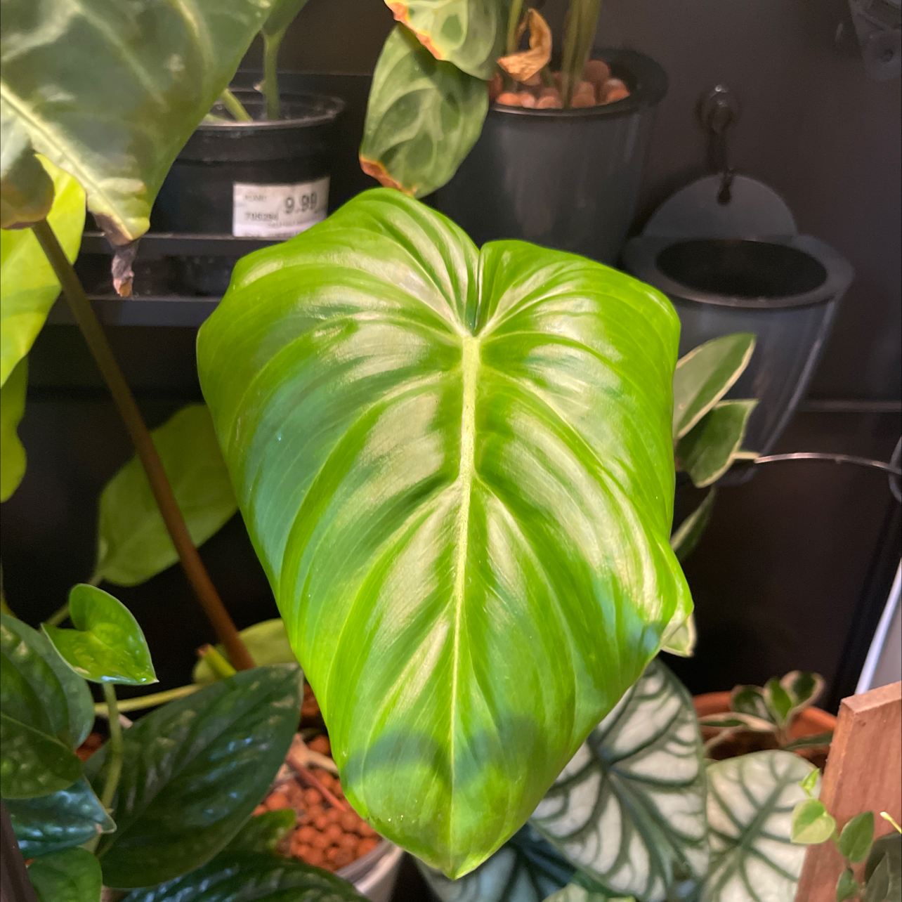 Philodendron Pastazanum with a prominent, healthy green leaf. Multiple plants in the background.