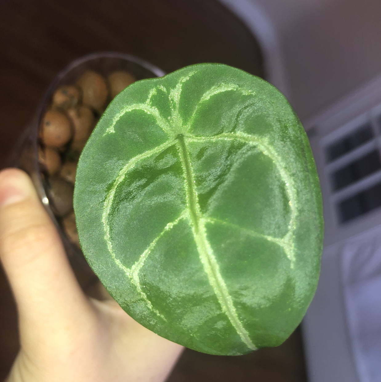 Photo of the plant species Anthurium forgetii by @Neeviez named Forgetii on Greg, the plant care app