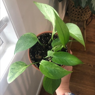 Marble Queen Pothos plant in Baltimore, Maryland