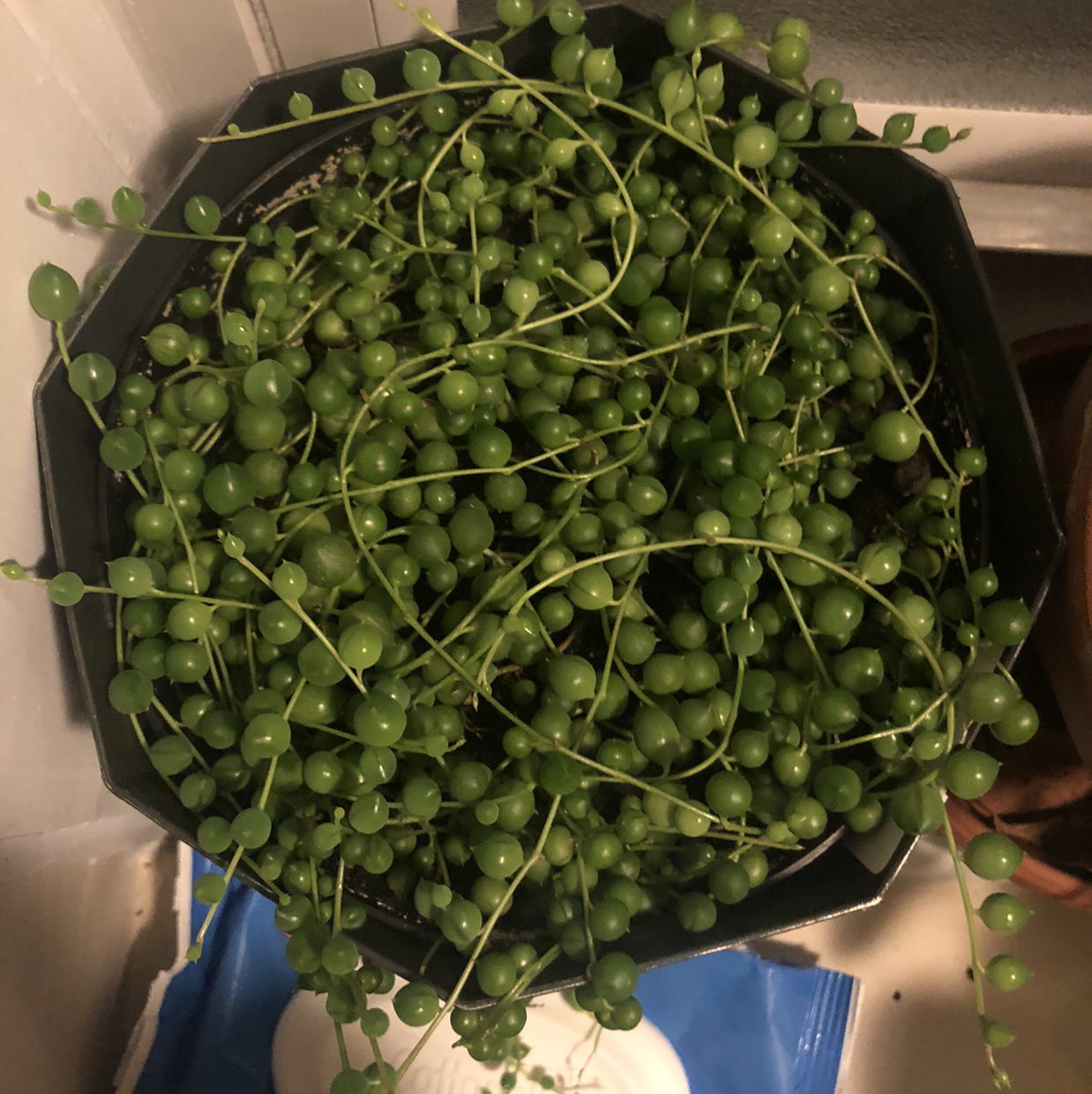 String of Pearls plant photo by @Neeviez named Poki on Greg, the plant care app.