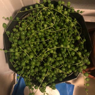 String of Pearls plant in Baltimore, Maryland
