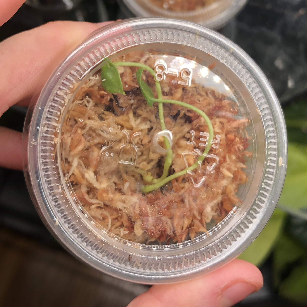 Photo of the plant species Scalloped Laceleaf by @Neeviez named Beanies on Greg, the plant care app