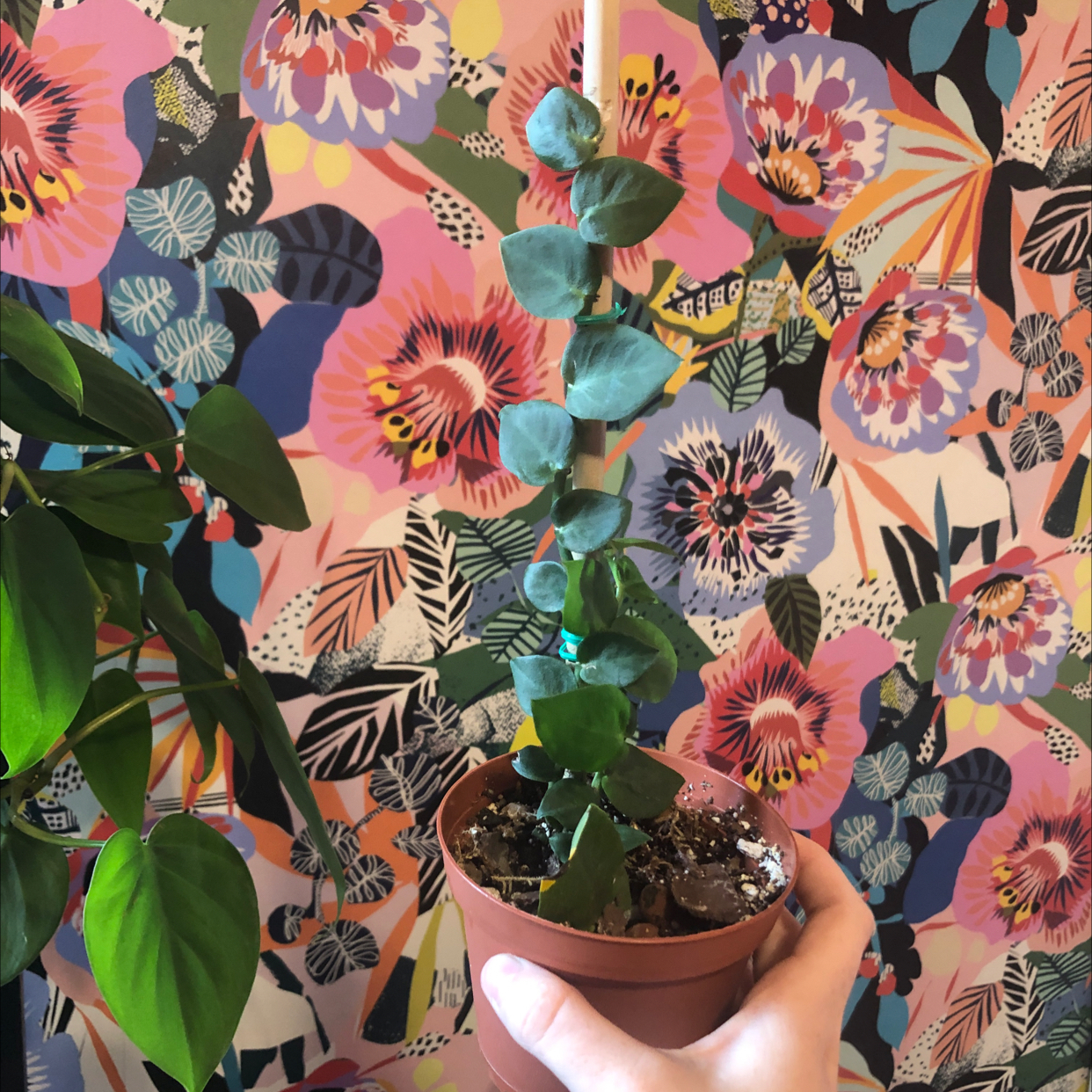 Potted Rhaphidophora hayi plant with green leaves, held by a hand, against a floral wallpaper background.