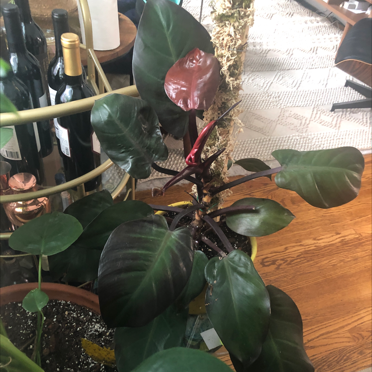 Photo of the plant species McColley's Finale by @Neeviez named McColley on Greg, the plant care app