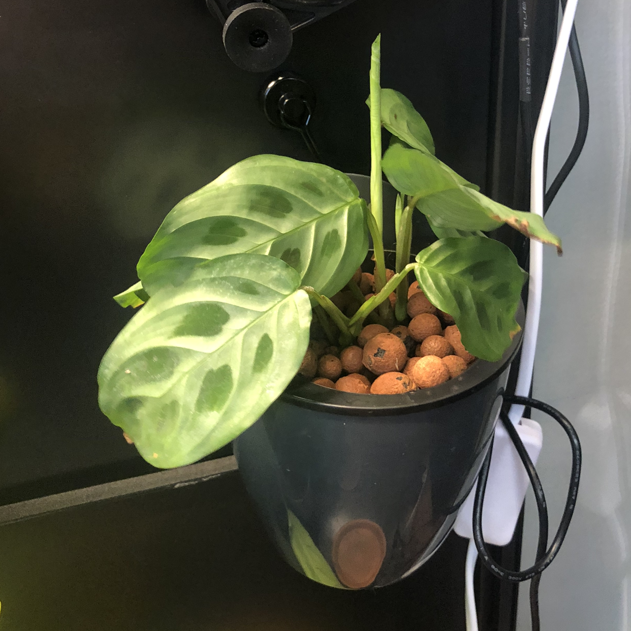 Green Prayer Plant plant photo by @Neeviez named Girlfrond on Greg, the plant care app.