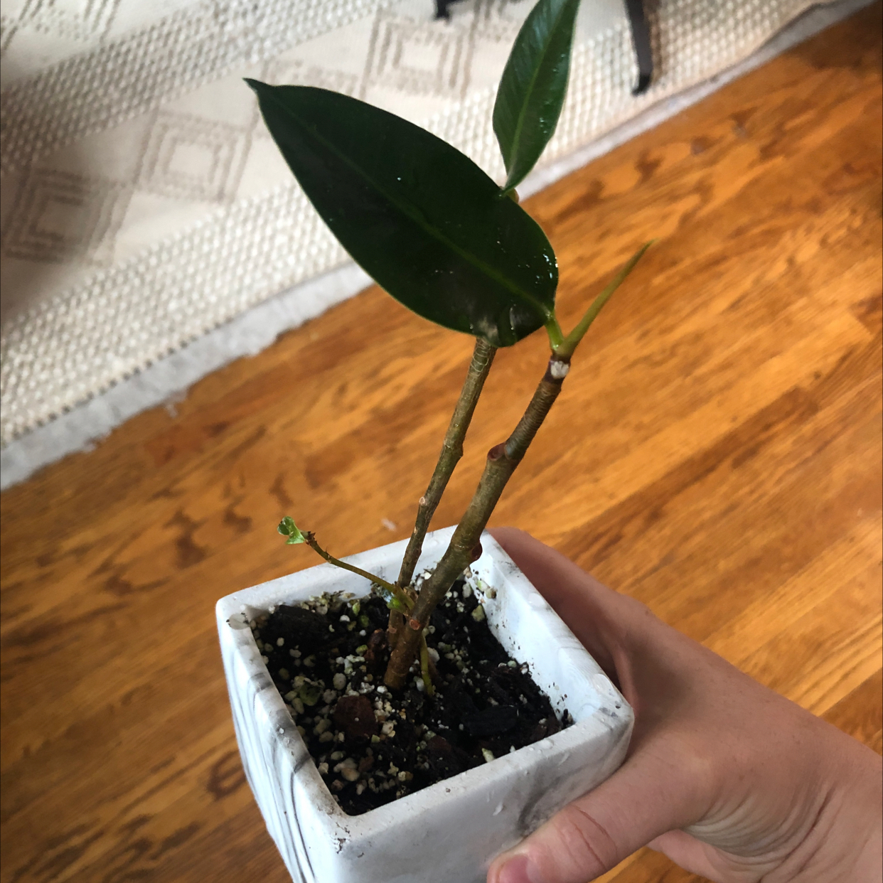 Burgundy Rubber Tree in a white pot held by a hand, with visible soil and healthy green leaves.