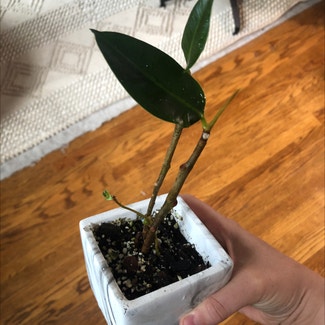 Burgundy Rubber Tree plant in Baltimore, Maryland