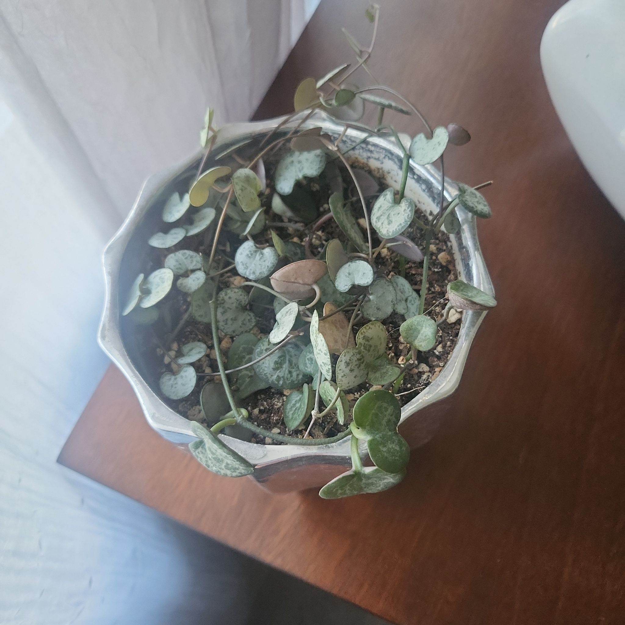Photo of the plant species String of Hearts by @foxxy831roxxy named Mi Corazon on Greg, the plant care app