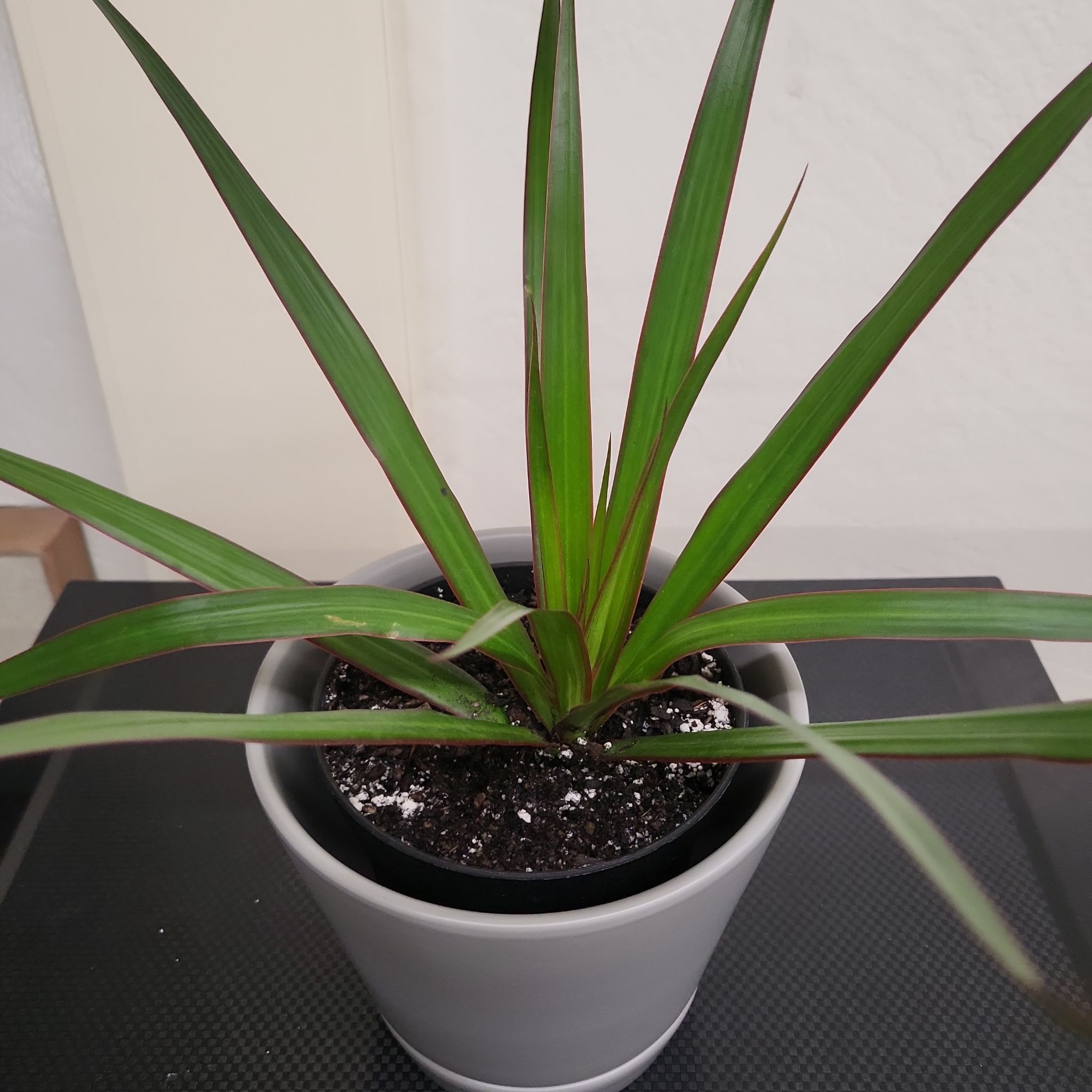 Photo of the plant species Blue Flax-Lily by @foxxy831roxxy named 409 on Greg, the plant care app