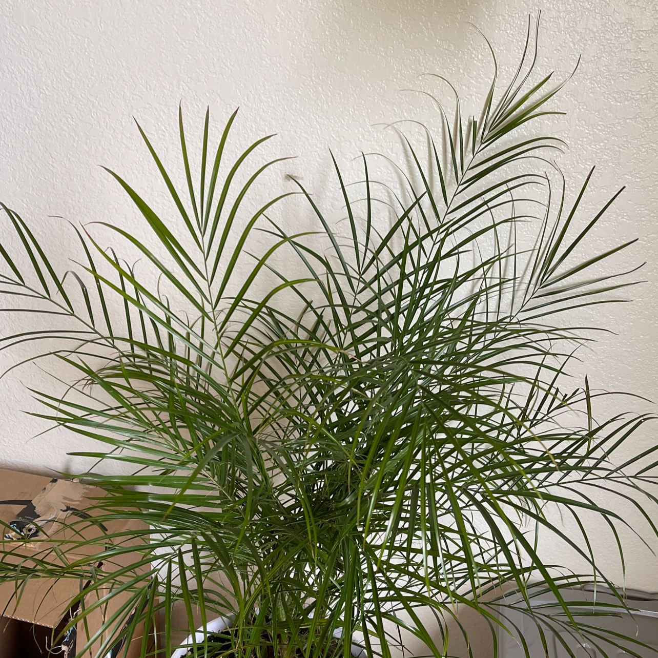 Healthy Pygmy Date Palm with long green fronds extending outward, against a plain white wall indoors.