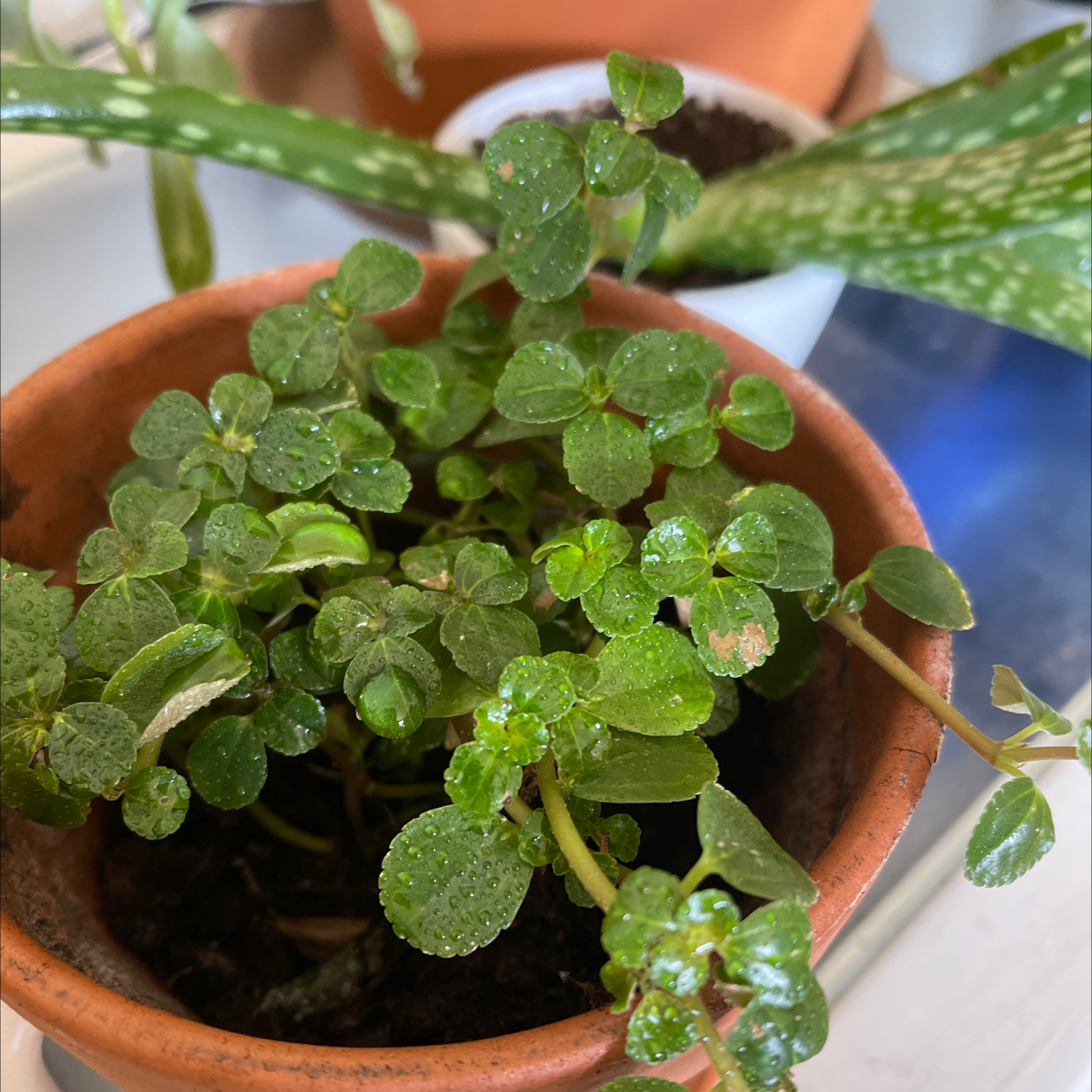 Photo of the plant species Creeping Charlie by Madeliene named bb on Greg, the plant care app
