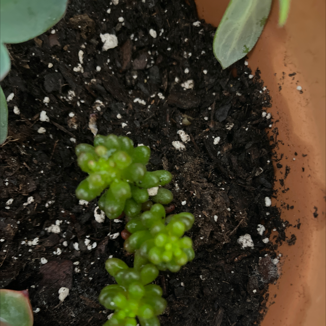 White Stonecrop succulent in a pot with visible soil, appears healthy.
