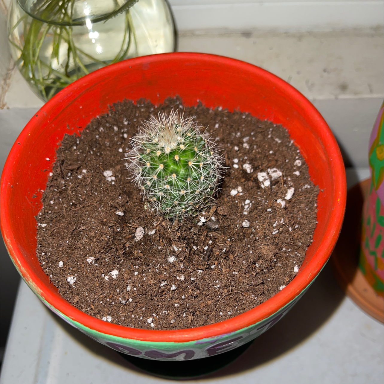 A small Mexican Pincushion cactus in a pot with visible soil.