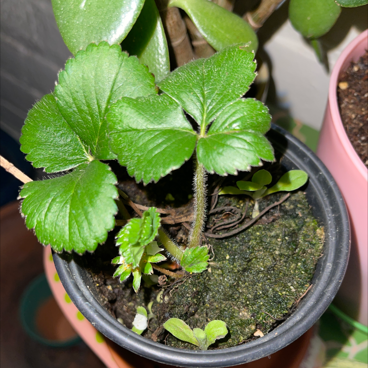 California Strawberry plant in a pot with healthy green leaves and visible soil.