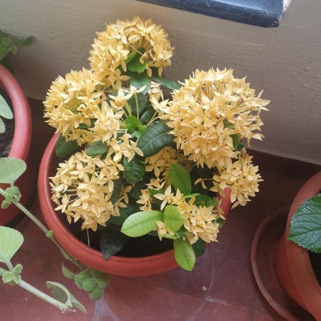Photo of the plant species Flame of the Woods by Sugarhedera named Yellow flower balcony on Greg, the plant care app