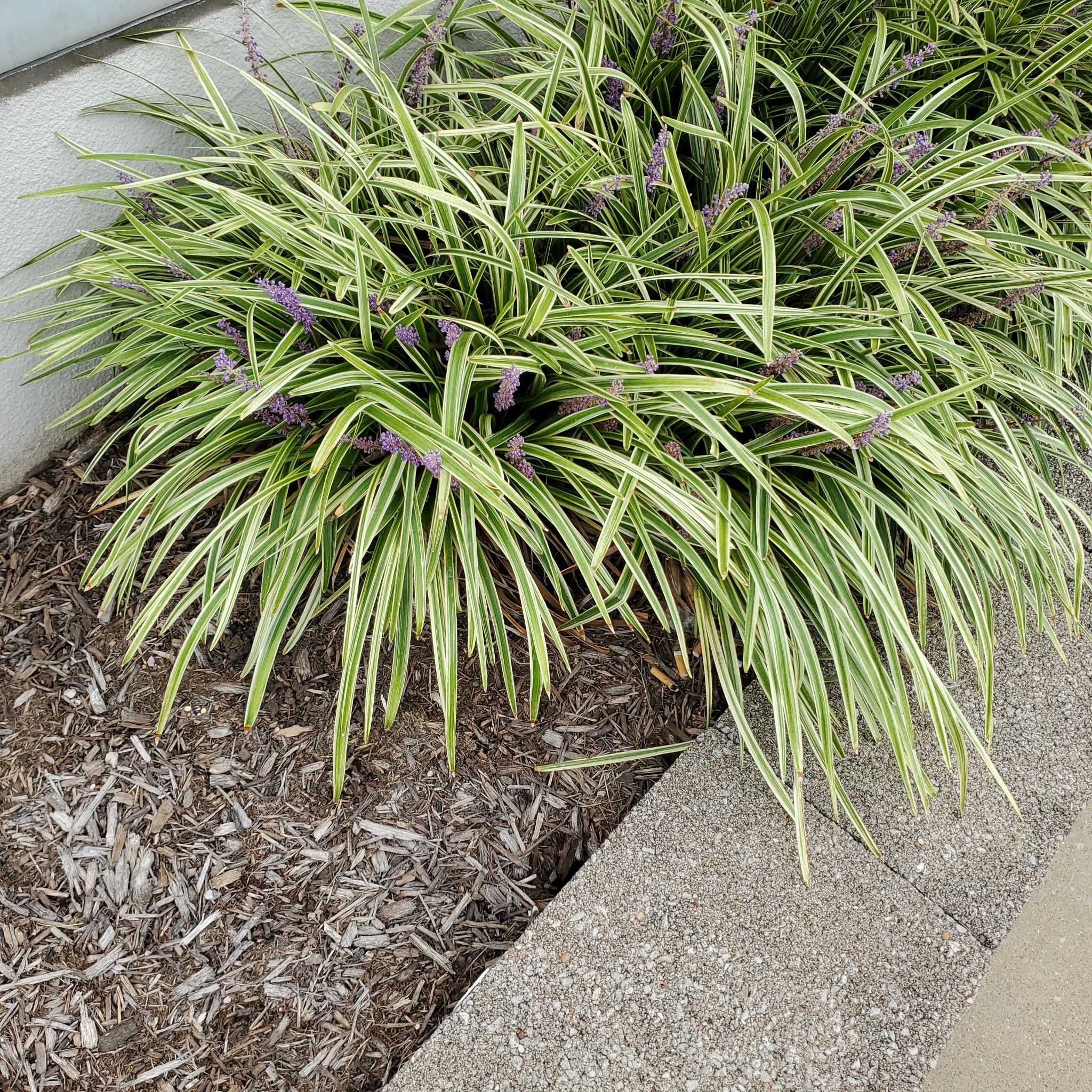 Big Blue Lilyturf plants with long, narrow leaves and small purple flowers.