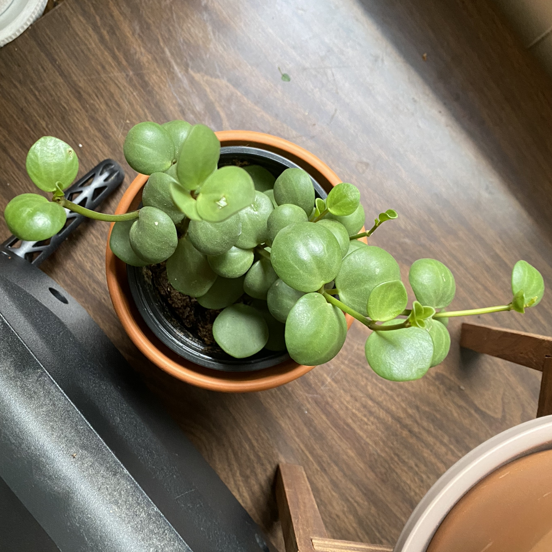 Peperomia 'Hope' plant in a small pot with healthy green leaves.