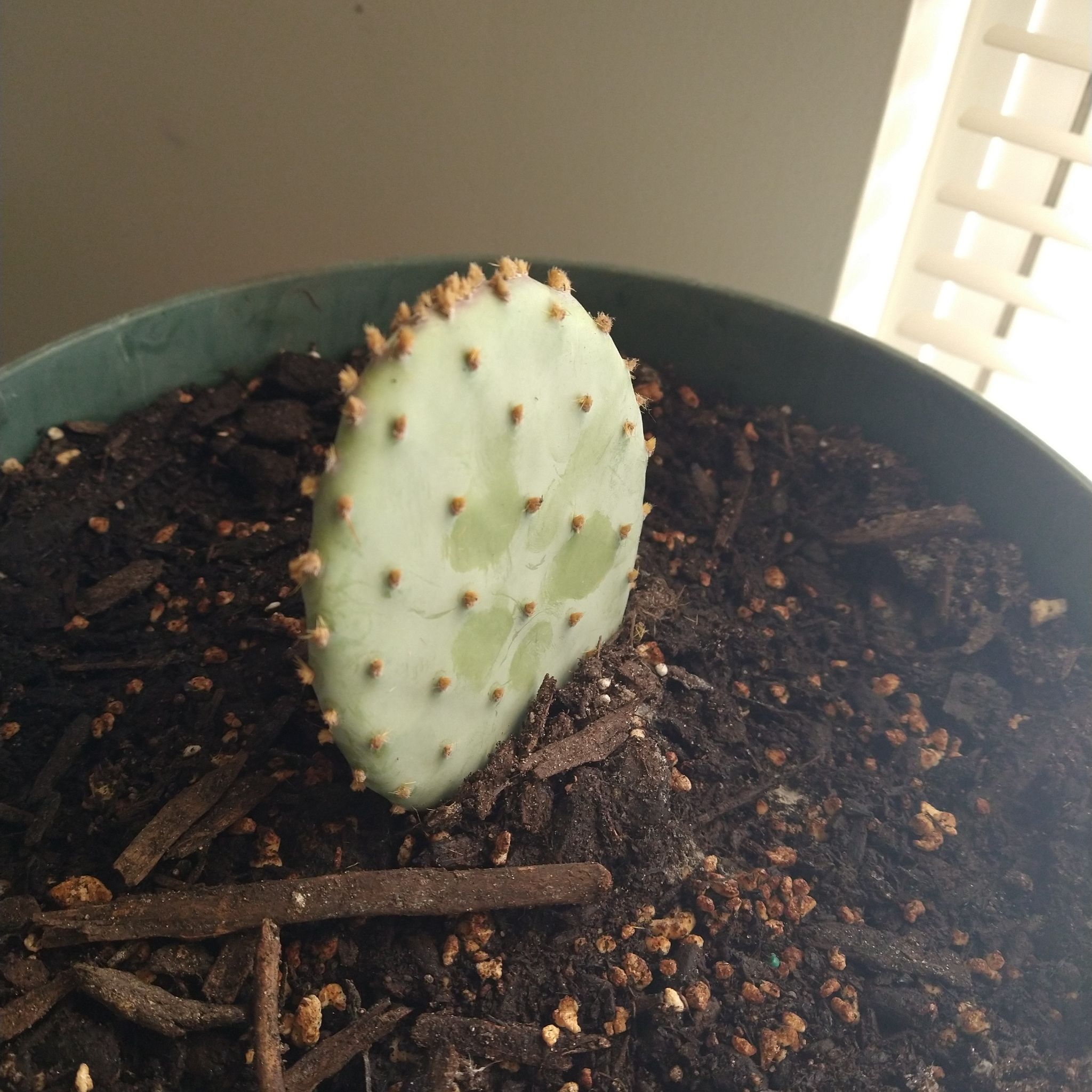 A young Bakersfield Beavertail Cactus in a pot with visible soil.