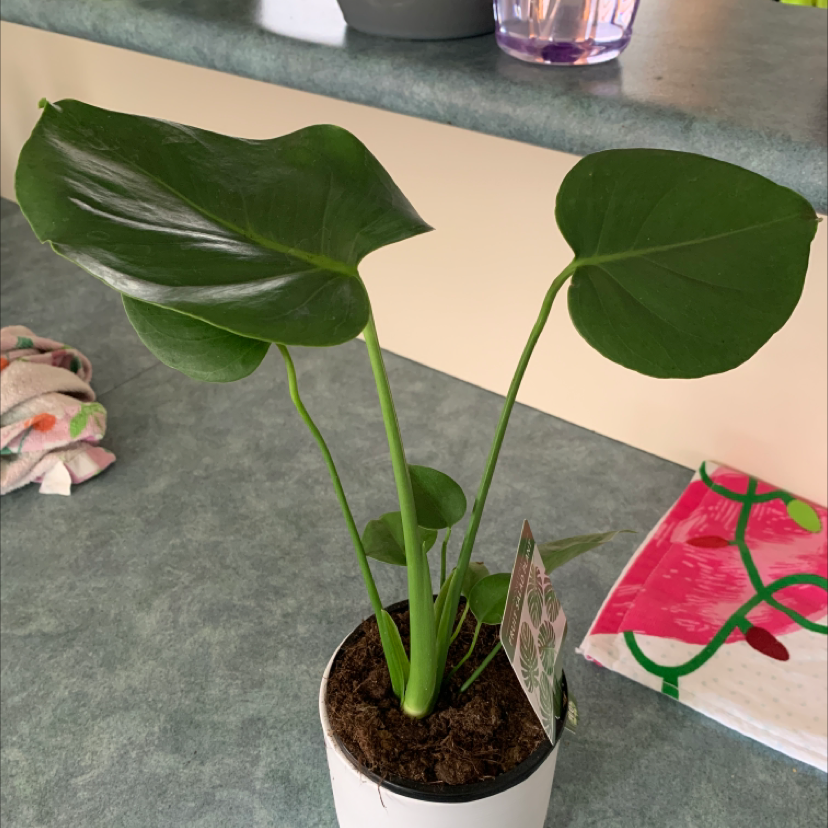 Photo of the plant species Dwarf Monstera Deliciosa by @Rmh2795 named Dorothy on Greg, the plant care app