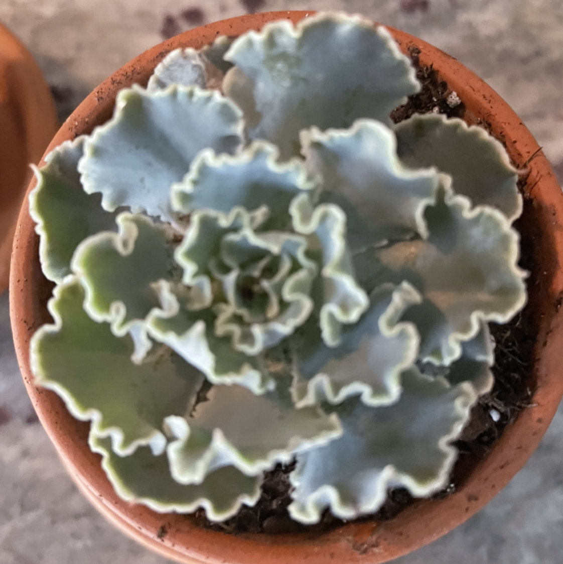 Photo of the plant species Echeveria 'Crinoline Ruffles' by Nehanda named Your plant on Greg, the plant care app