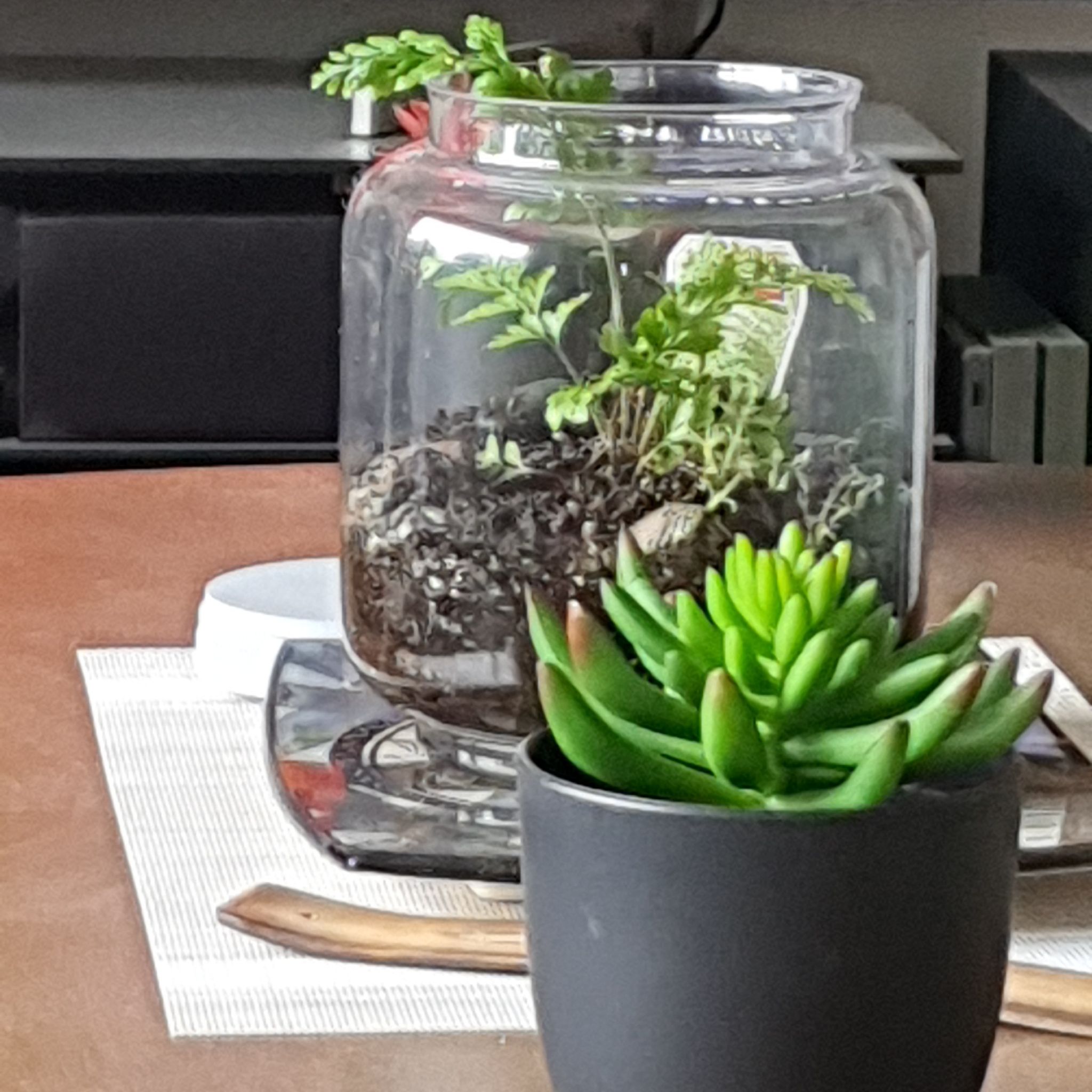 Photo of the plant species Hen and Chicken Fern by @ShiningCat named Hen and chicken fern on Greg, the plant care app