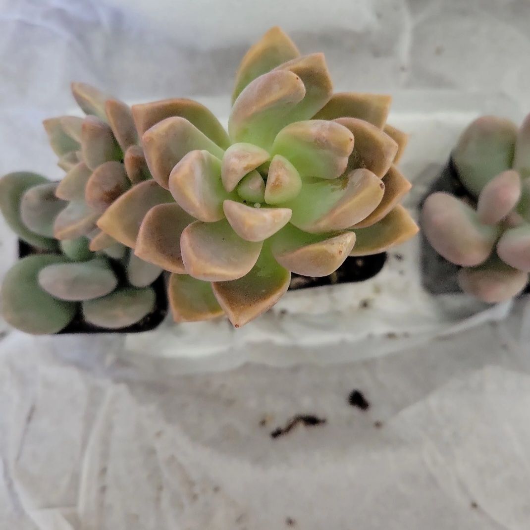 Graptosedum 'Ghosty' succulent with green and brownish leaves on a white surface.