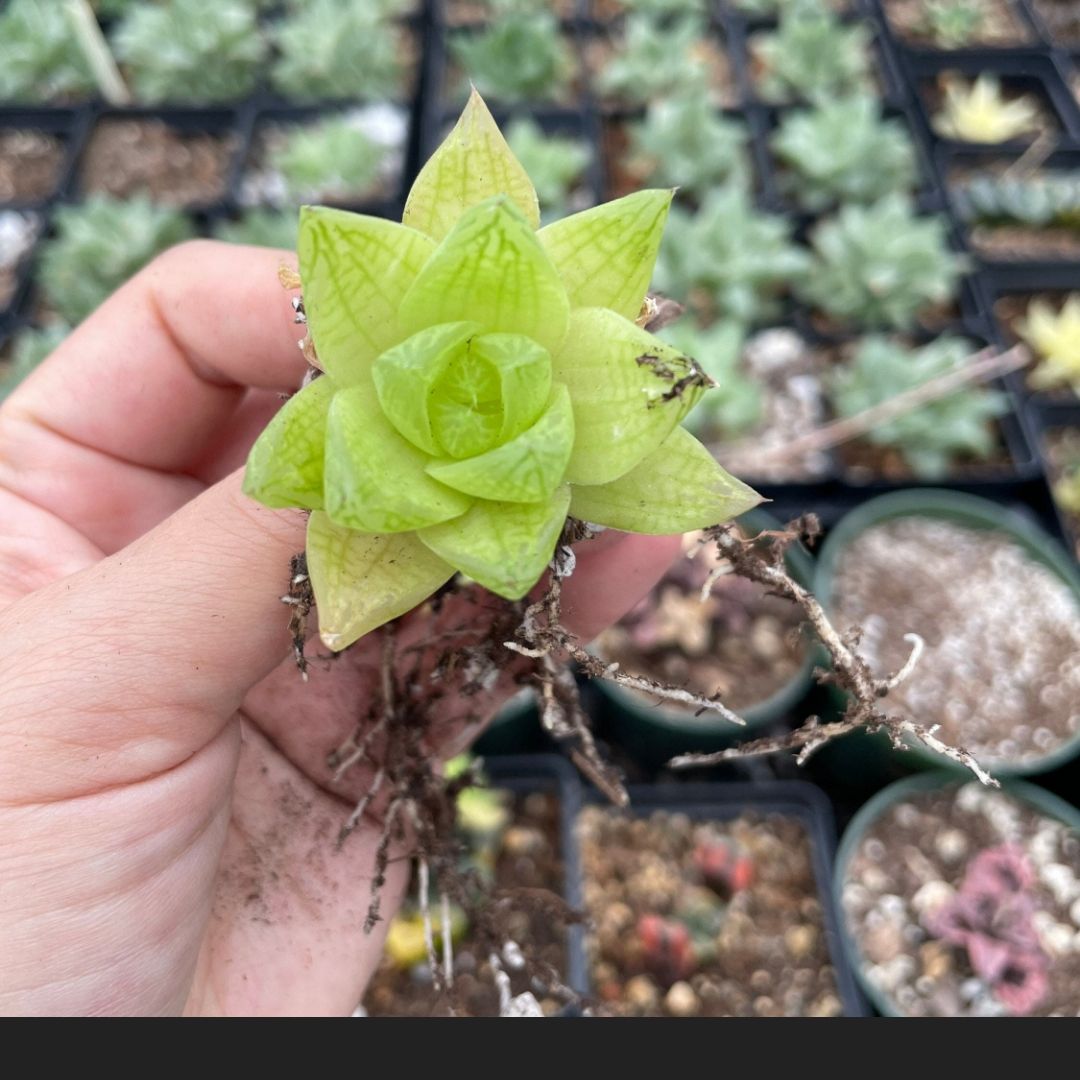 Haworthia 'Obtusa' plant held by a hand with multiple potted plants in the background.