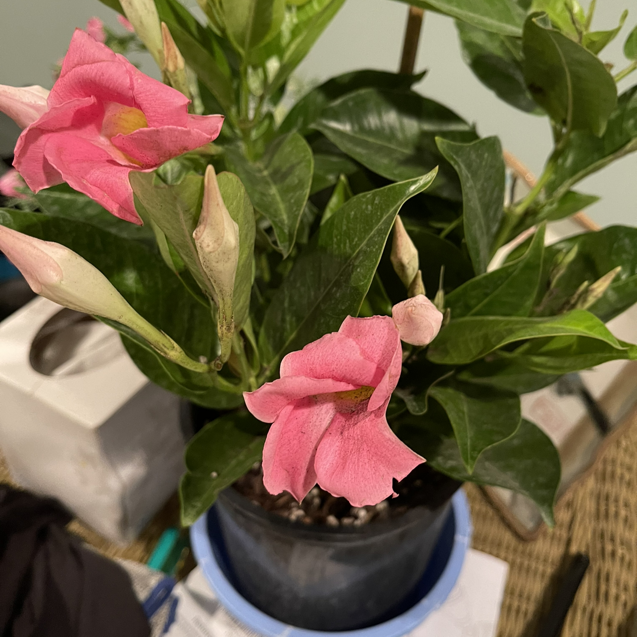 Brazilian Jasmine plant with pink flowers and healthy green leaves in a pot.