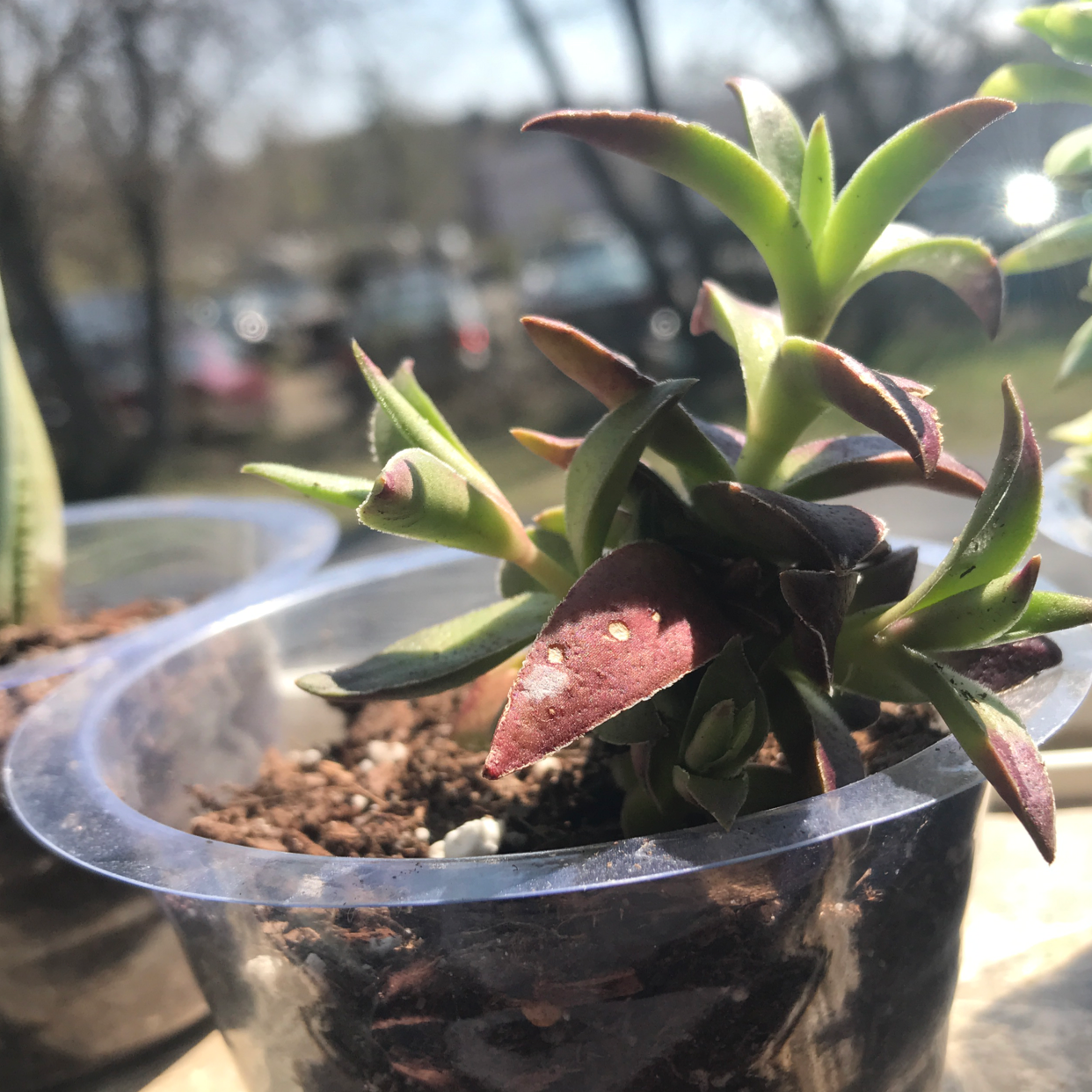 Red Pagoda plant in a plastic container with some leaf discoloration.