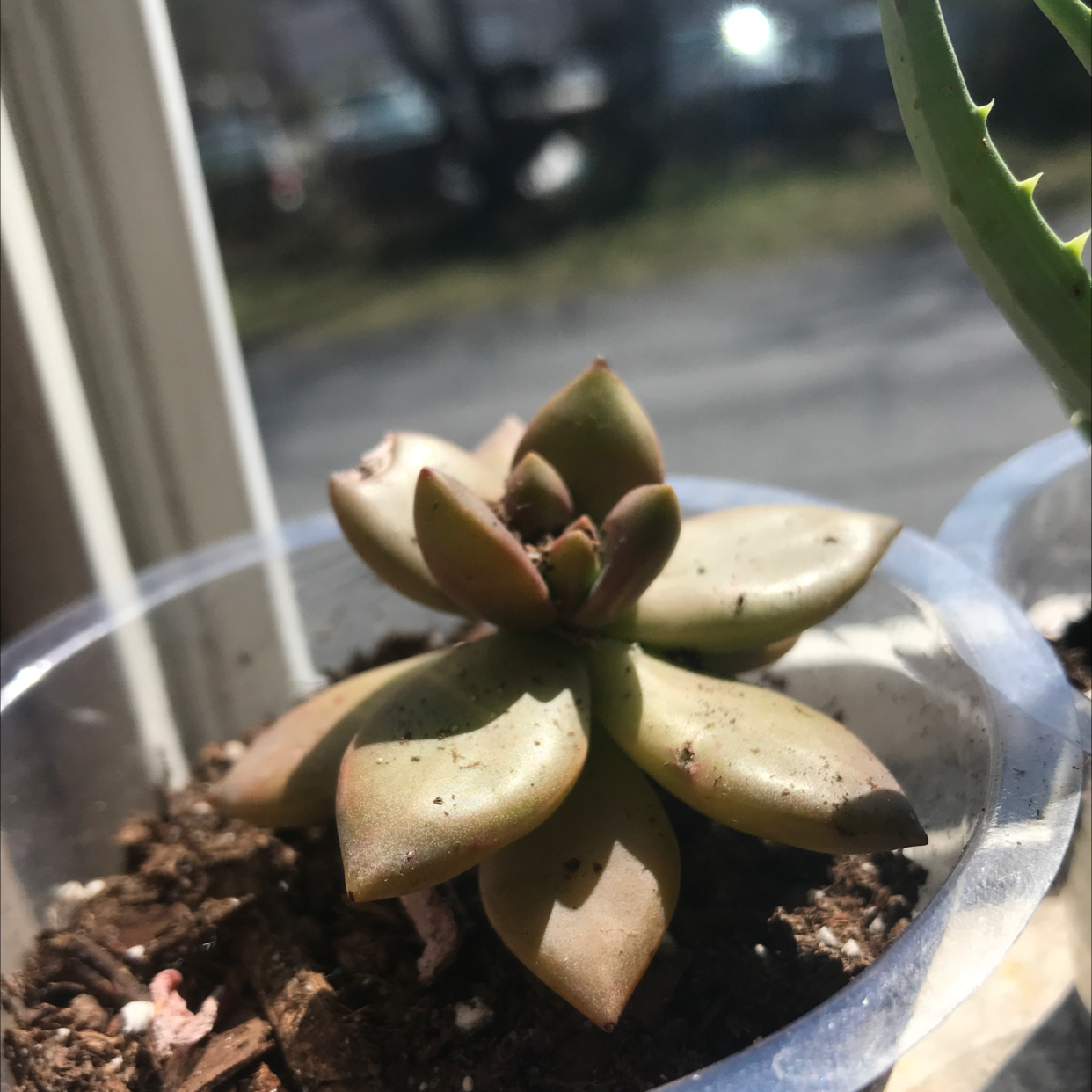 Graptosedum 'California Sunset' succulent in a small pot with visible soil and some leaf discoloration.
