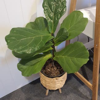 Fiddle Leaf Fig plant in Auckland, Auckland