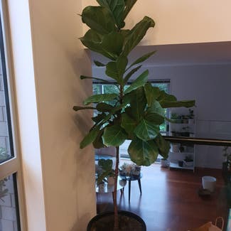 Fiddle Leaf Fig plant in Auckland, Auckland
