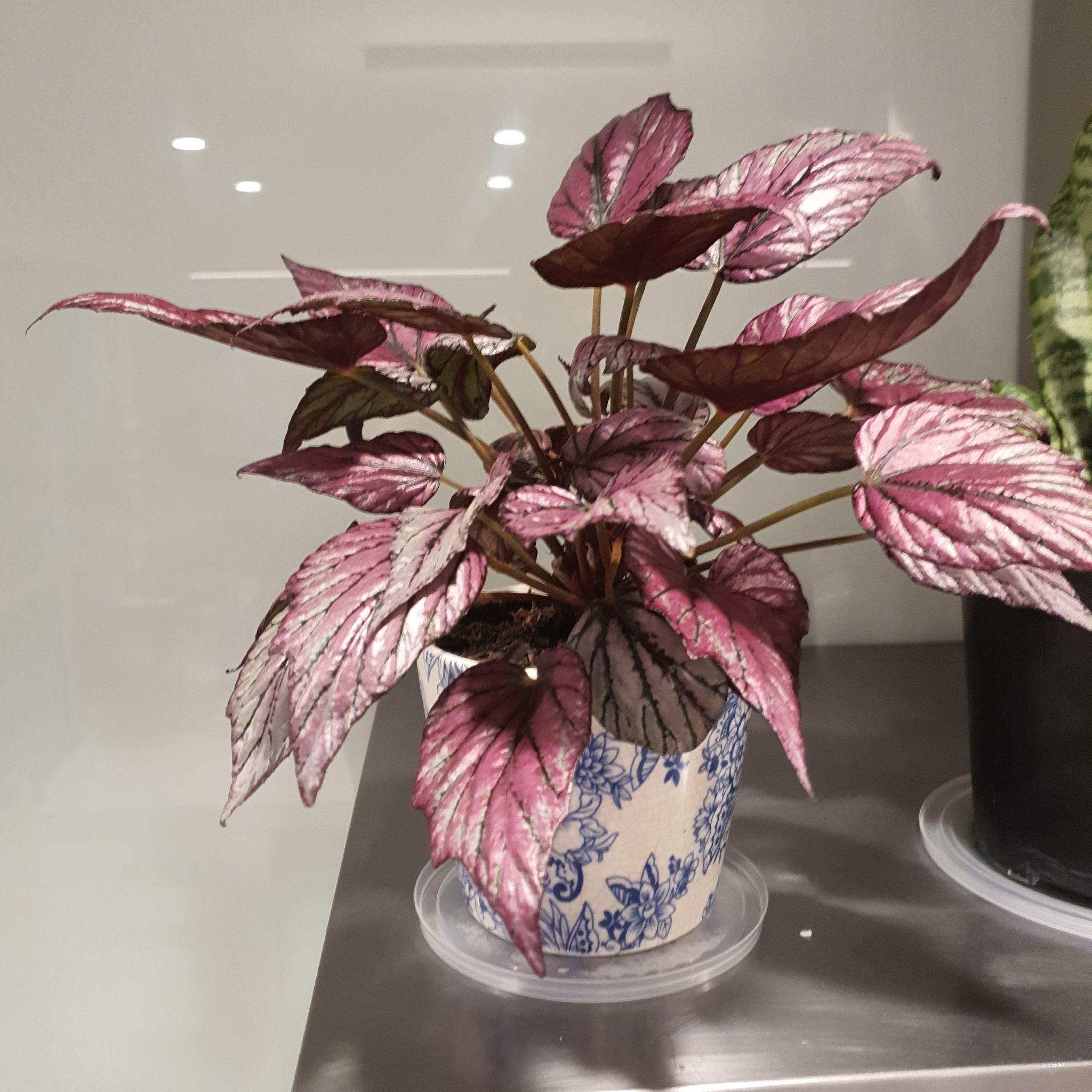 Photo of the plant species Rex Begonia by @Jenbo814 named Khaleesi on Greg, the plant care app