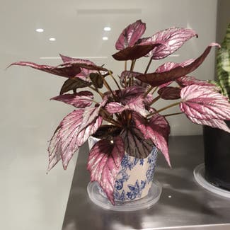 Rex Begonia plant in Auckland, Auckland