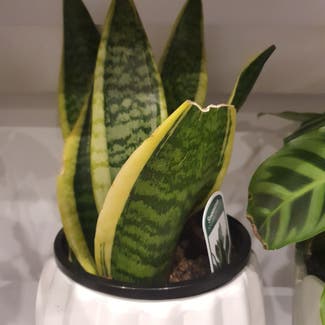 Snake Plant plant in Auckland, Auckland