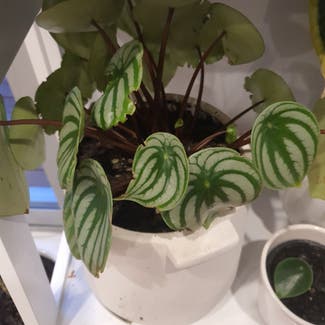 Watermelon Peperomia plant in Auckland, Auckland