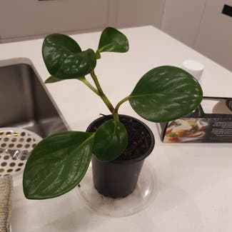 Baby Rubber Plant plant in Auckland, Auckland