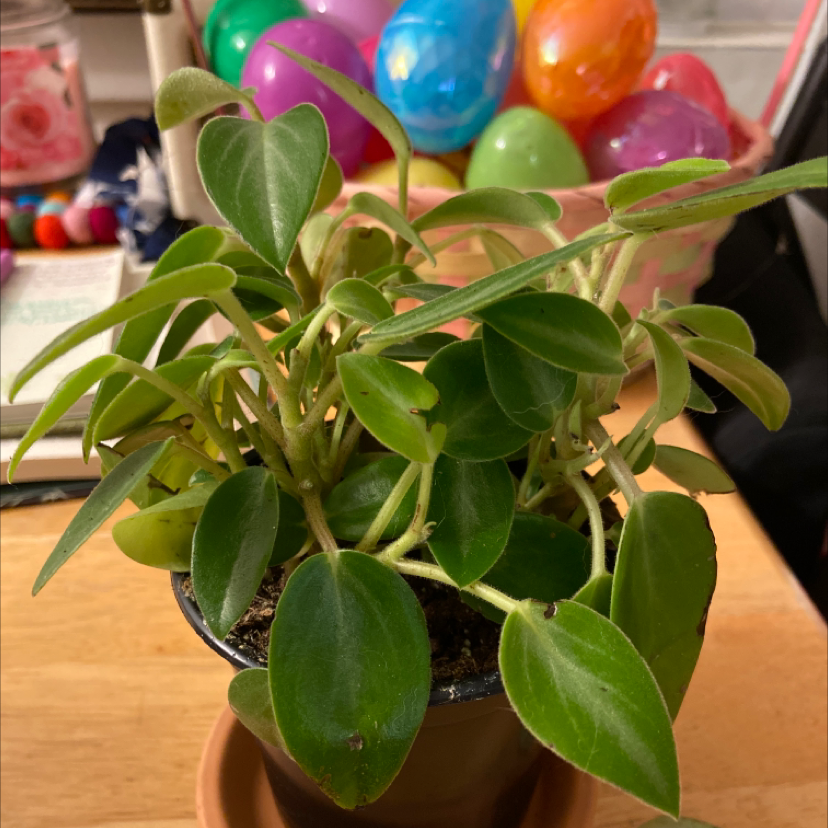 Variegated Teardrop Peperomia plant in a pot with vibrant green leaves.
