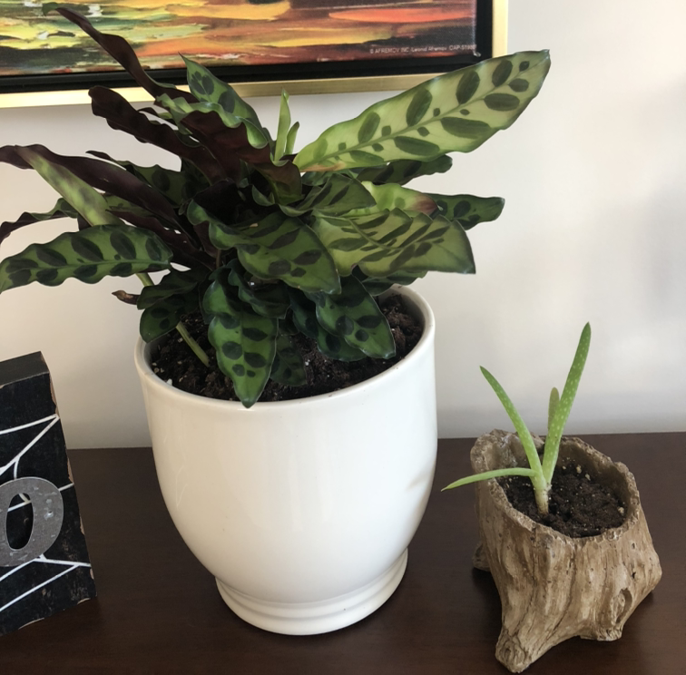 Rattlesnake Plant (Calathea lancifolia) in a white pot with another smaller plant in a separate pot.